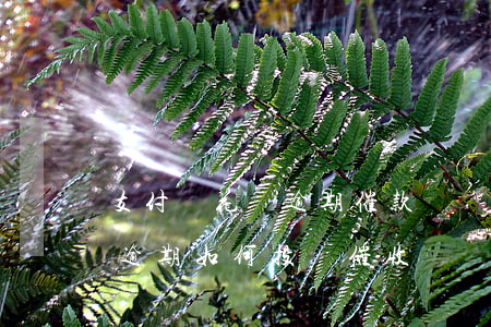 支付寶花唄逾期催款機構(gòu)(支付寶逾期如何投訴催收)