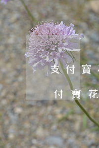 支付寶花唄逾期兩個月嚴(yán)重嗎(支付寶花唄逾期兩天)