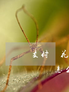 支付寶花唄逾期兩年,目前坐牢才出來,沒能力償還怎么辦（支付寶花唄逾期因為進(jìn)監(jiān)獄了）