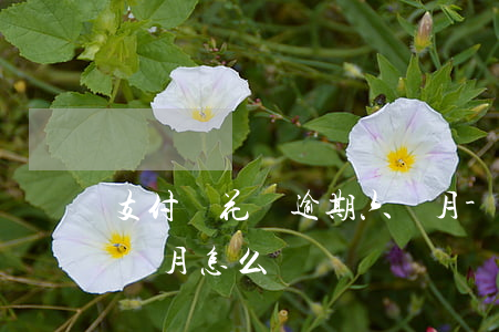 支付寶花唄逾期六個月-支付寶花唄逾期六個月怎么辦