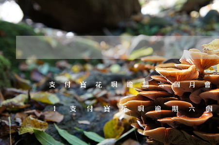 支付寶花唄逾期六個月會起訴嗎知乎，【知乎】支付寶花唄逾期六個月是否會面臨起訴？