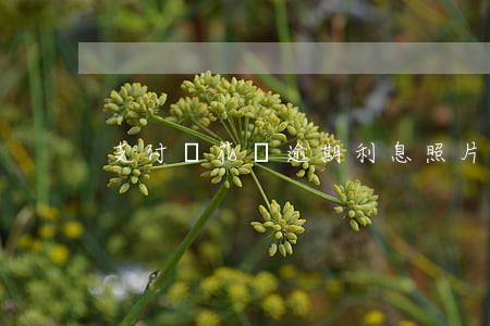支付寶花唄逾期利息照片