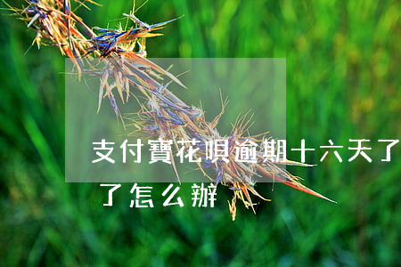 支付寶花唄逾期十六天了(支付寶逾期15天了怎么辦)