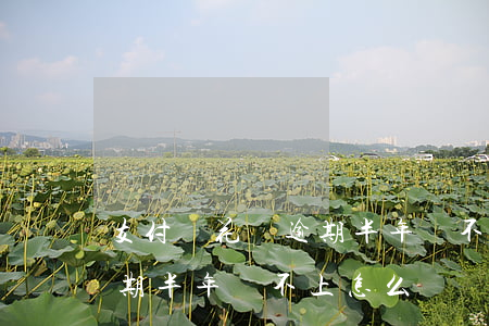 支付寶花唄逾期半年還不上-支付寶花唄逾期半年還不上怎么辦