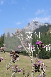 支付寶花唄逾期半年錢自動被劃走-支付寶花唄逾期了半年
