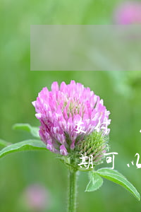 支付寶花唄逾期可以借錢嗎-支付寶花唄逾期可以借錢嗎安全嗎