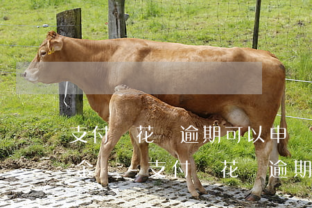 支付寶花唄逾期可以申請(qǐng)還本金嗎?-支付寶花唄逾期可以申請(qǐng)還本金嗎