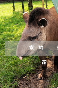 支付寶花唄逾期可以買(mǎi)房-支付寶花唄逾期可以買(mǎi)房嗎
