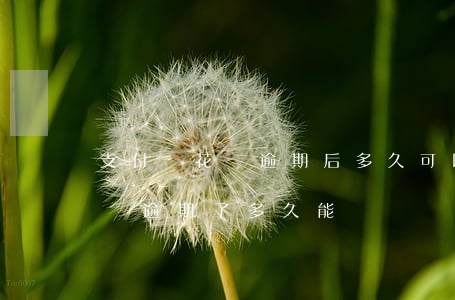 支付寶花唄逾期后多久可以開通-支付寶花唄逾期了多久能開