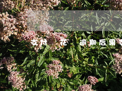支付寶花唄逾期后果（支付寶花唄欠費逾期）