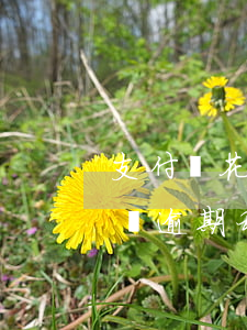 支付寶花唄逾期后,每天利息是多少（支付寶花唄逾期利息多少一天）