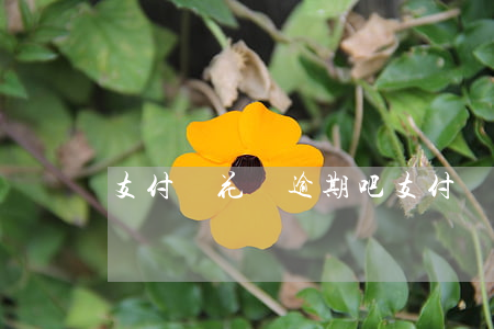 支付寶花唄逾期吧（支付寶花唄逾期樣子）