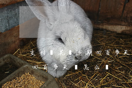 支付寶花唄逾期四百多天-支付寶花唄逾期四百多天會怎么樣