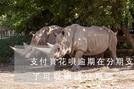支付寶花唄逾期在分期(支付寶螞蟻花唄逾期了可以申請分期嗎)