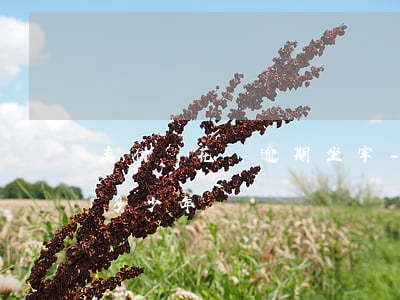 支付寶花唄逾期坐牢-支付寶花唄逾期坐牢多少年