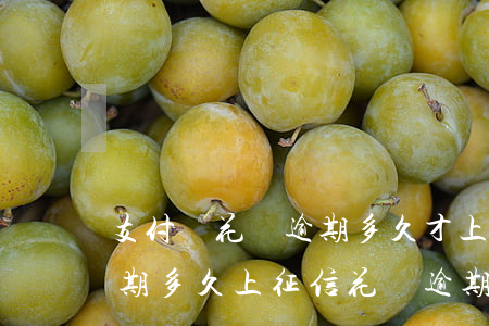 支付寶花唄逾期多久才上征信(支付寶花唄逾期多久上征信?花唄逾期幾天上征信)