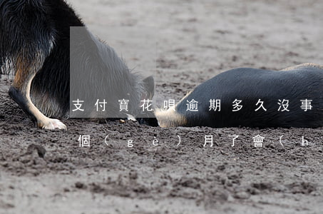 支付寶花唄逾期多久沒事(支付寶花唄逾期幾個(gè)月了會(huì)負(fù)法律責(zé)任嗎?)