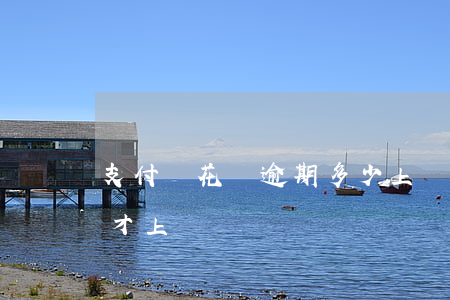 支付寶花唄逾期多少上門(支付寶逾期多少錢才上門)