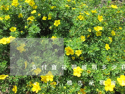 支付寶花唄逾期多少錢(qián)會(huì)被告（花唄逾期多少錢(qián)起訴）
