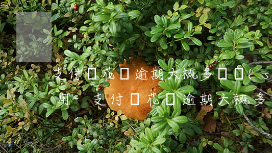 支付寶花唄逾期大概多長時(shí)間能用-支付寶花唄逾期大概多長時(shí)間能用啊
