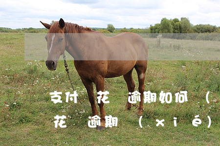 支付寶花唄逾期如何協(xié)商(支付寶花唄逾期協(xié)商成功)