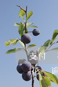 支付寶花唄逾期寄掛號(hào)信(支付寶花唄逾期寄掛號(hào)信)
