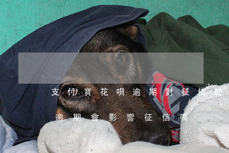 支付寶花唄逾期對征信的影響(支付寶花唄不逾期會影響征信嗎)