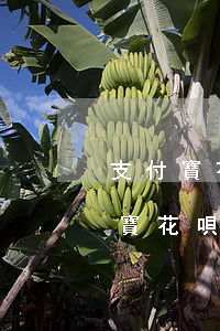 支付寶花唄逾期幾個(gè)月上征信（支付寶花唄逾期一年會(huì)上征信）