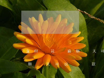支付寶花唄逾期幾天可以嗎-支付寶花唄逾期幾天可以嗎還款