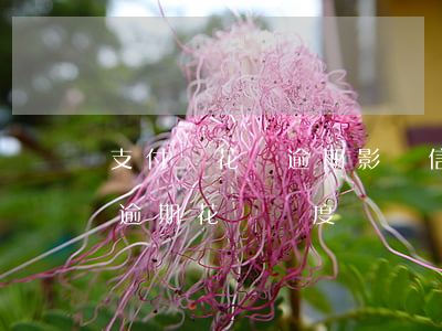 支付寶花唄逾期影響信用卡的額度嗎?（信用卡逾期花唄額度漲嗎）