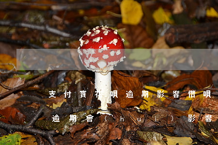 支付寶花唄逾期影響借唄嗎-支付寶的花唄逾期會(huì)影響借唄嗎
