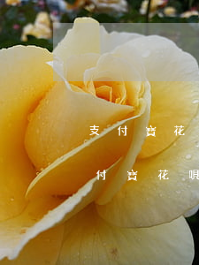 支付寶花唄逾期必上征信記錄嗎(2018支付寶花唄逾期上征信嗎)