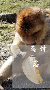 支付寶花唄逾期忘記賬號(hào)密碼了 忘記支付寶密碼了怎么還花唄