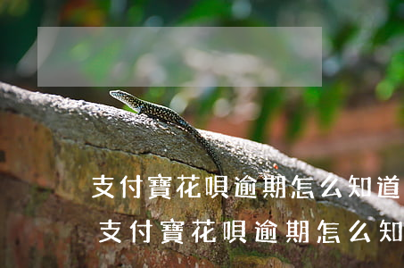 支付寶花唄逾期怎么知道身邊朋友的號碼-支付寶花唄逾期怎么知道身邊朋友的號碼呢