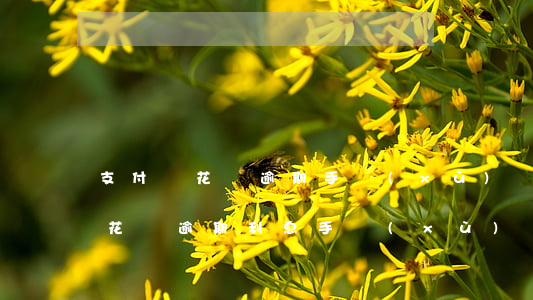 支付寶花唄逾期手續(xù)費多少(支付寶花唄逾期利息手續(xù)費)