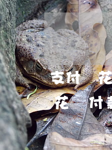 支付寶花唄逾期打不開了(支付寶逾期不能用花唄付款是怎么回事)
