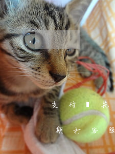 支付寶花唄逾期打客服電話-支付寶花唄逾期打客服電話有用嗎
