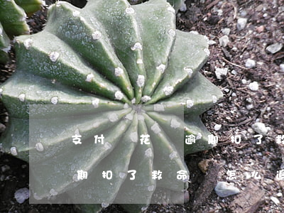 支付寶花唄逾期扣了救命錢-支付寶花唄逾期扣了救命錢怎么追回