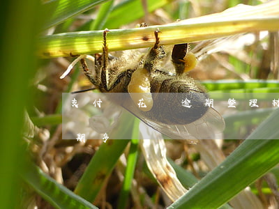 支付寶花唄逾期整理材料多久(支付寶花唄逾期多長時間)