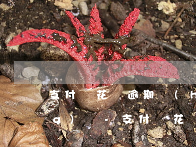 支付寶花唄逾期會(huì)外訪(fǎng)嗎-支付寶花唄逾期會(huì)走訪(fǎng)戶(hù)籍地嗎