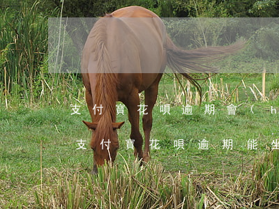 支付寶花唄逾期會(huì)影響坐高鐵嗎(支付寶花唄逾期能坐高鐵嗎)