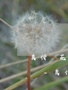 支付寶花唄逾期會(huì)影響淘寶購物嗎-支付寶花唄逾期會(huì)影響淘寶購物嗎安全嗎