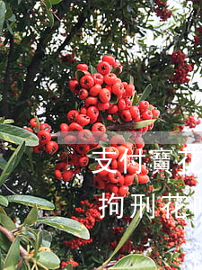 支付寶花唄逾期會(huì)會(huì)拘刑(花唄逾期真的會(huì)被起訴追究刑事責(zé)任嗎)