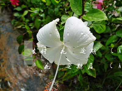 支付寶花唄逾期會(huì)自己還嘛(支付寶花唄逾期后會(huì)怎么樣)