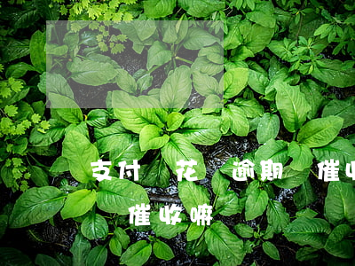 支付寶花唄逾期會催收嘛-支付寶花唄逾期會催收嘛嗎