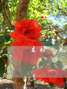 支付寶花唄逾期會協(xié)商嗎