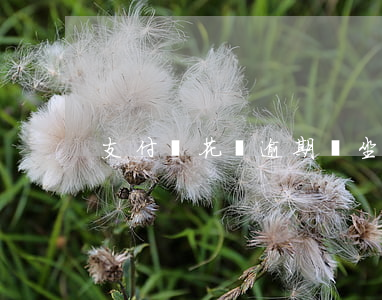 支付寶花唄逾期會坐牢嗎(支付寶逾期會坐牢)