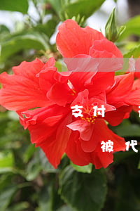 支付寶花唄逾期會被代償-支付寶花唄逾期會被代償嗎