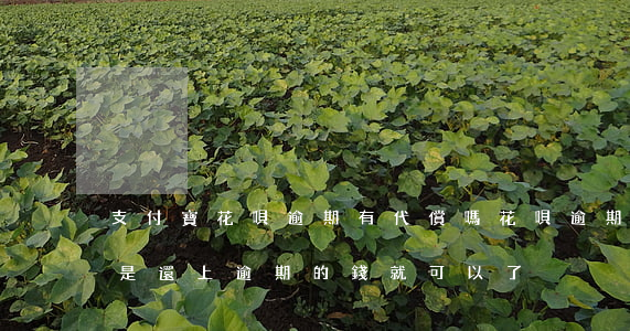 支付寶花唄逾期有代償嗎(花唄逾期的話是不是還上逾期的錢就可以了)