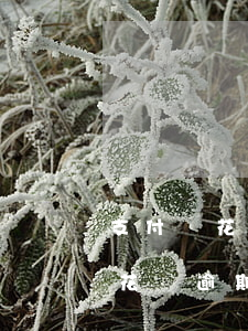 支付寶花唄逾期有利息嗎(支付寶螞蟻借唄和花唄逾期利息怎么算)